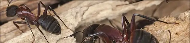 Close-up of ants on wood showing an active ant infestation in San Diego, CA