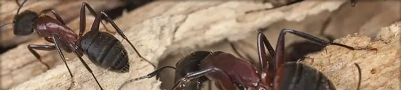 Close-up of ants on wood showing an active ant infestation in San Diego, CA