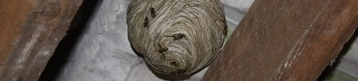 Wasp nest in an attic space, a common home infestation risk in San Diego, CA