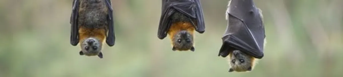 Bats roosting together, a common sign of a bat infestation in San Diego, CA