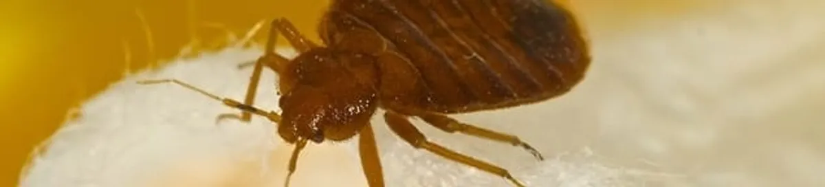 Close-up of a bed bug, a sign of an active infestation in San Diego, CA