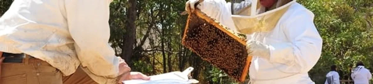Bee removal specialists relocating a hive and honeycomb safely in San Diego, CA