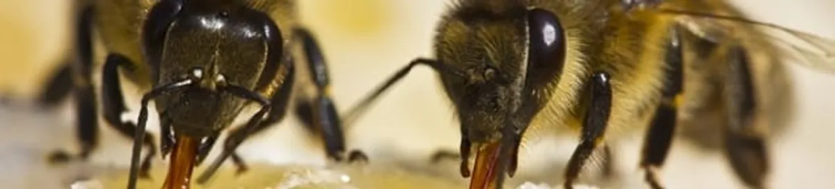 Close-up of honey bees, a sign of a nearby hive in San Diego, CA