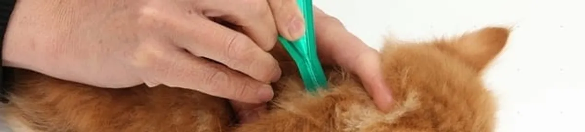 Flea treatment for pets using a flea comb, a sign of flea problems in San Diego, CA