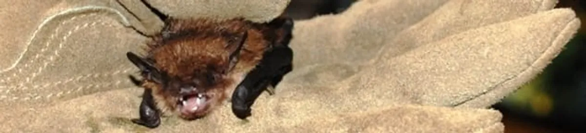 Bat removal specialist holding a bat safely during humane exclusion in San Diego, CA