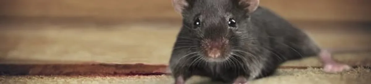 Mouse indoors, a common sign of a rodent infestation in San Diego, CA