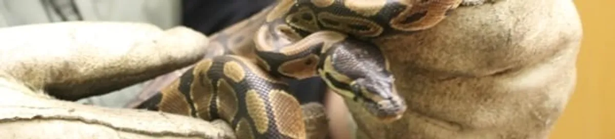 Snake removal specialist safely handling a snake with protective gloves in San Diego, CA