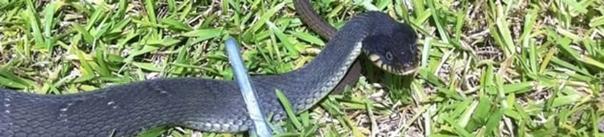 Snake in a yard, a common sign of a snake problem near a home in San Diego, CA