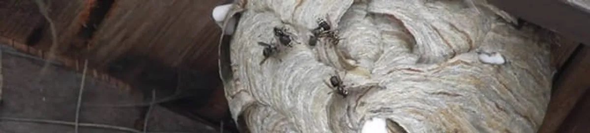 Close-up of a wasp nest with active wasps, a sign of an infestation in San Diego, CA